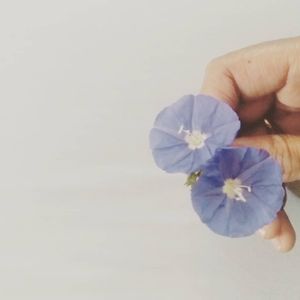 Image post by @leafyaffair on Instagram