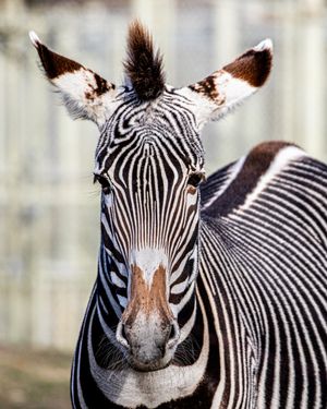 Image post by @thetorontozoo on Instagram