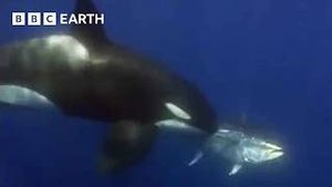 Video post by @bbcearth on YouTube