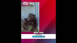 Video post by @dailyflashtv on YouTube