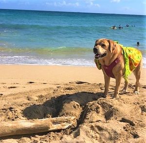 Image post by @drhempdog on Instagram