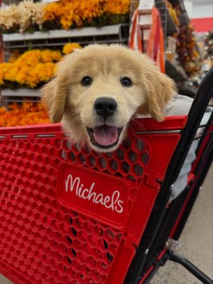 Image post by @pearl.the.golden.girl on Instagram