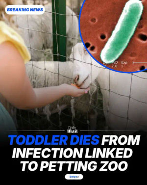 Image post by @dailymailau on TikTok