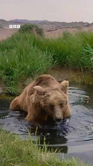 Video post by @bbcearth on Instagram