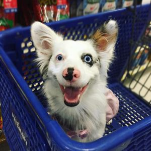 Image post by @PetSmart on Twitter