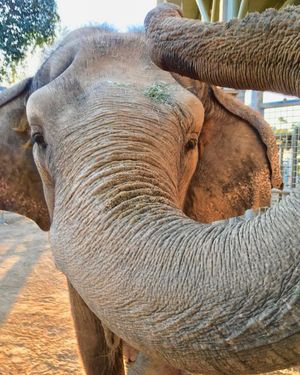 Image post by @sandiegozoo on Instagram