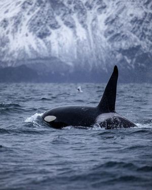 Image post by @garminmarine on Instagram