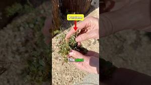 Video post by @nickuhas on YouTube