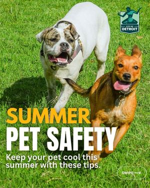Image post by @DetroitGSD on Facebook