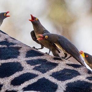 Image post by @chiawasafaris on Instagram