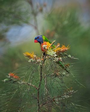 Image post by @traboldphotography on Instagram