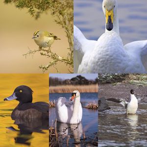 Image post by @rspb on Instagram