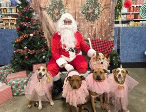 Image post by @petsmart on Instagram