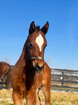 Image post by @godolphin on Instagram