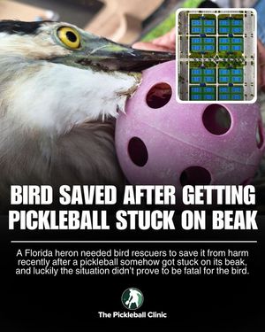 Image post by @thepickleballclinic on Instagram