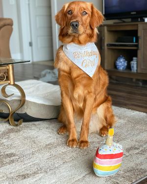 Image post by @pancake.thegolden on Instagram