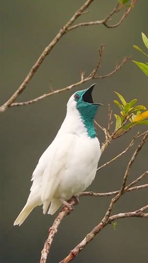 Video post by @bbcearth on Instagram