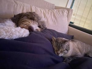 Image post by @floofy.coopy.doodle on Instagram