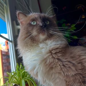 Image post by @brunrik.and.pyrene.ragdolls on Instagram