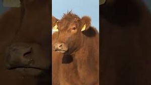 Video post by @firstcoastnews on YouTube