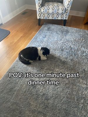 Video post by @buddyslife15 on TikTok
