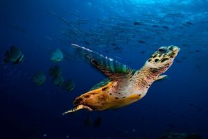 Image post by @natgeo on Instagram