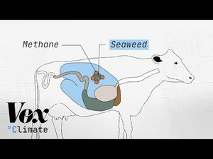 Video post by @Vox on YouTube