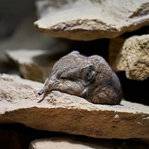 Image post by @animalplanet on Instagram