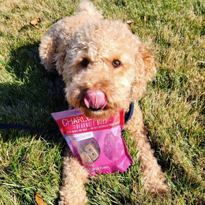 Image post by @charlee_bear_dogtreats on Instagram