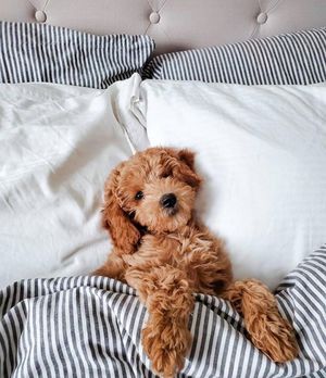 Image post by @evolvepetfood on Instagram