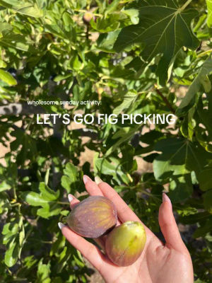 Image post by @thediaryofjen on TikTok