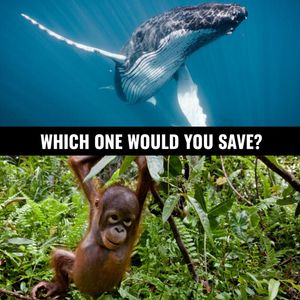 Image post by @greenpeace on Instagram