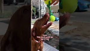 Video post by @cvs on YouTube