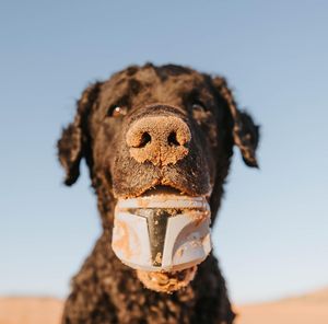 Image post by @disneypets on Instagram