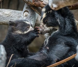 Image post by @sandiegozoo on Instagram
