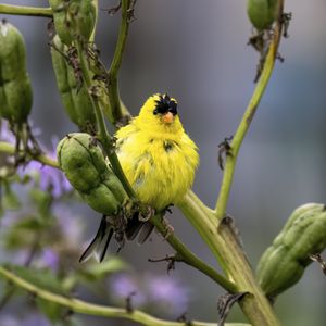 Image post by @animalplanet on Instagram