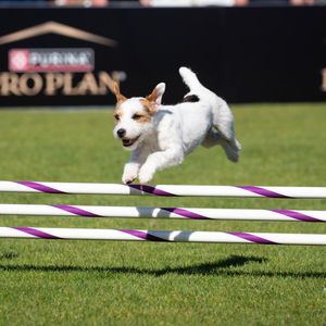 Image post by @purina on Instagram