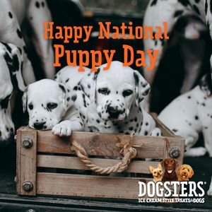 Image post by @dogstersicecream on Instagram