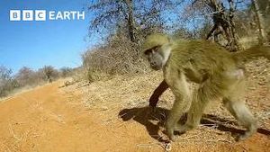 Video post by @bbcearth on YouTube
