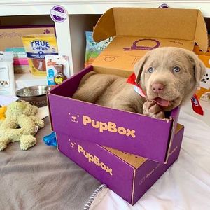 Image post by @petco on Instagram