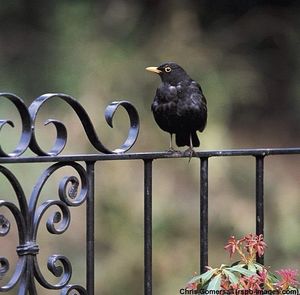 Image post by @rspb on Instagram