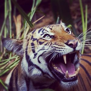Image post by @sandiegozoo on Instagram