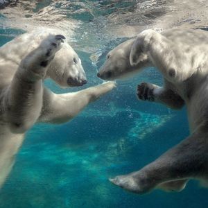 Image post by @sandiegozoo on Instagram