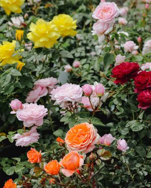 Image post by @rogersgardens on Instagram