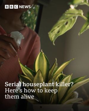 Image post by @bbcnews on Instagram