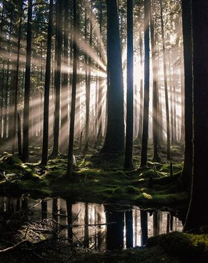 Image post by @olympic_nps on Instagram