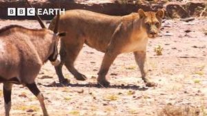 Video post by @bbcearth on YouTube