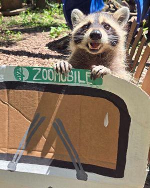 Image post by @thetorontozoo on Instagram