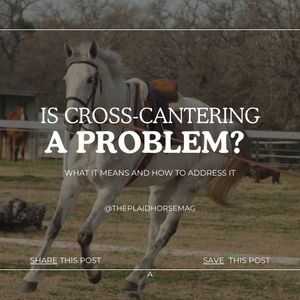 Image post by @theplaidhorsemag on Instagram