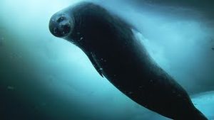 Video post by @bbcearth on YouTube